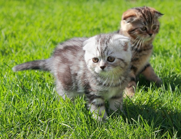 Ποιες φωτογραφίες κερδίζουν τα περισσότερα Like στο Facebook, βρήκε η Nikon